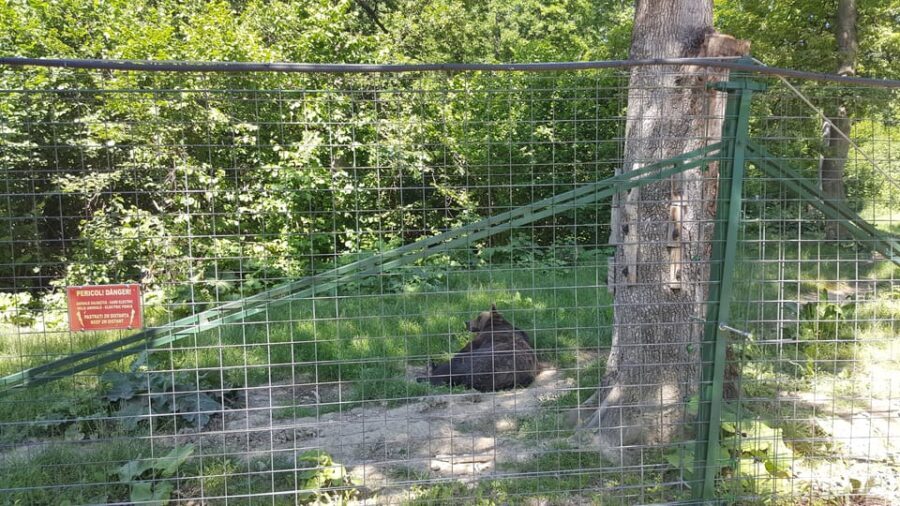 From Brasov: Libearty Bear Sanctuary Guided Tour - What Makes This Tour Special?