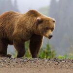 From Bucharest: Fgra Mountains and Bear Watching Tour - Key Points