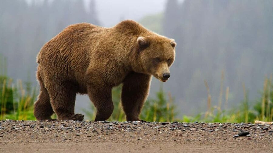 From Bucharest: Fgra Mountains and Bear Watching Tour - Key Points