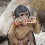 From Cadiz Bay: Gibraltar Day Trip with Rock Tour - The Itinerary Breakdown: What to Expect