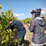 From Coimbra: Cycling in the Vineyards of Bairrada - The Value of the Experience
