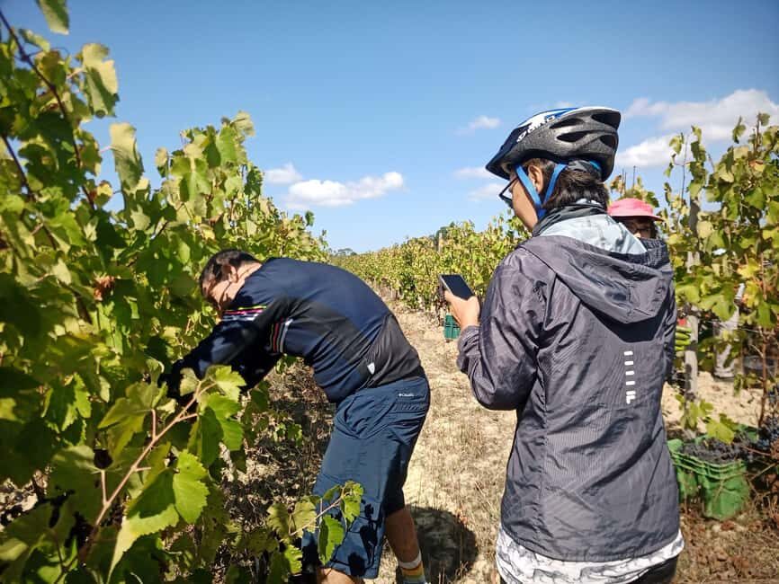 From Coimbra: Cycling in the Vineyards of Bairrada - The Value of the Experience