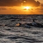 From Fazana: Private Dolphin search & Sunset cruise - The Journey Begins: What to Expect