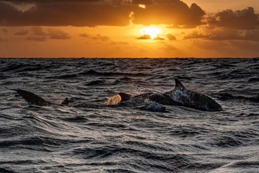 From Fazana: Private Dolphin search & Sunset cruise - The Journey Begins: What to Expect