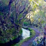 From Funchal: Madeira Lakes Levada Guided Hike - Why This Tour Offers Great Value