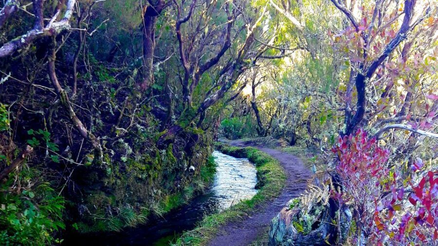 From Funchal: Madeira Lakes Levada Guided Hike - Why This Tour Offers Great Value