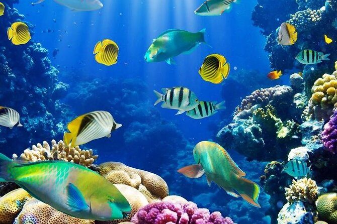 From Hurghada: Sharm El Naga Full-Day Snorkeling Tour - Why This Tour Works for Travelers