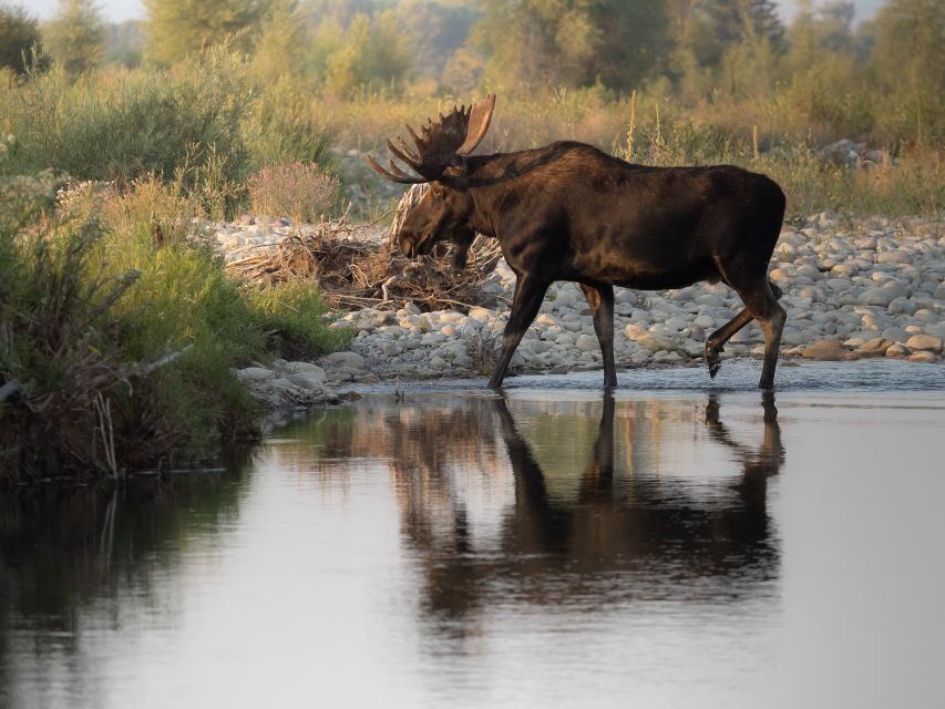 From Jackson Hole: Half-Day Grand Teton Wildlife Tour - Practical Details to Keep in Mind