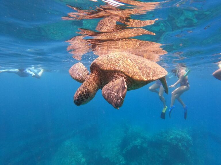 From Ka'anapali: West Maui Half-Day Snorkel Tour w/ Food - The Itinerary Breakdown in Detail
