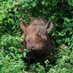 From Kigali: 12 Hour Custom Day trip for game Drive in Akagera NP - Frequently Asked Questions