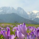 From Krakow: Full-Day Tour of Zakopane and Tatra Mountains - The Realities of the Tour Experience