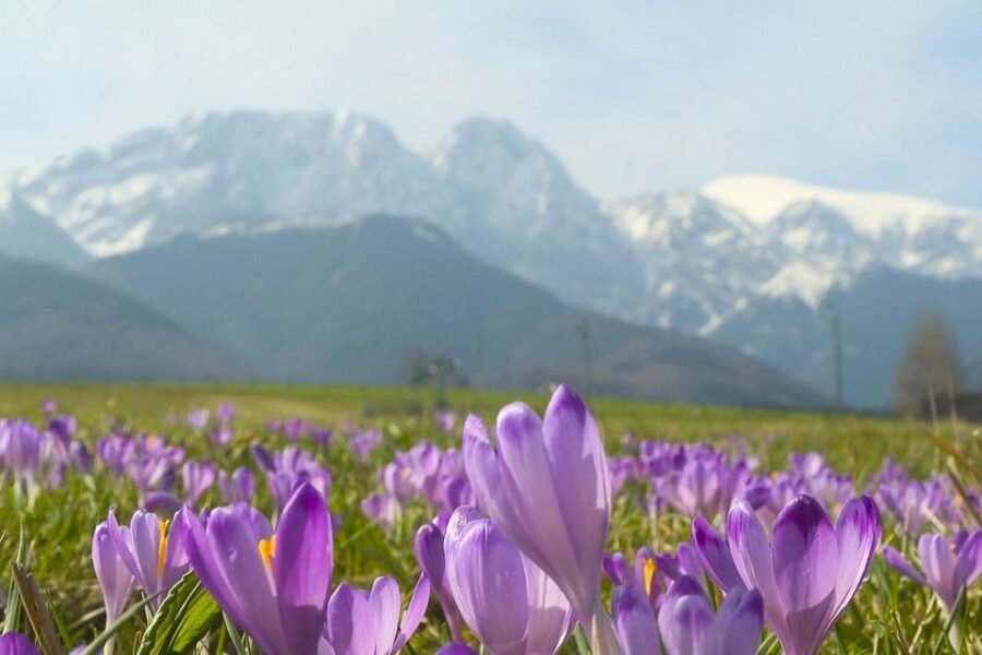 From Krakow: Full-Day Tour of Zakopane and Tatra Mountains - The Realities of the Tour Experience
