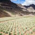 From Las Palmas: Fataga, Aloe Vera Farm, and Puerto de Mogán Market - What Makes This Tour Stand Out?