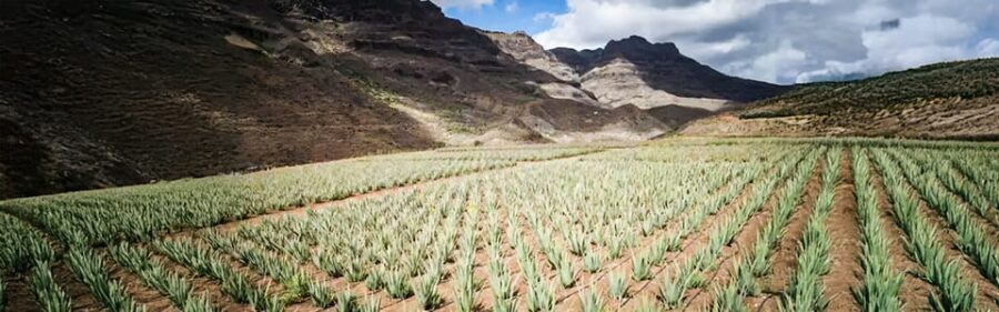 From Las Palmas: Fataga, Aloe Vera Farm, and Puerto de Mogán Market - What Makes This Tour Stand Out?