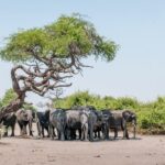 From Livingstone, Victoria Falls or Kasane - Chobe Day Tour - Chobe River Cruise (9:00 am - 12:00 pm)