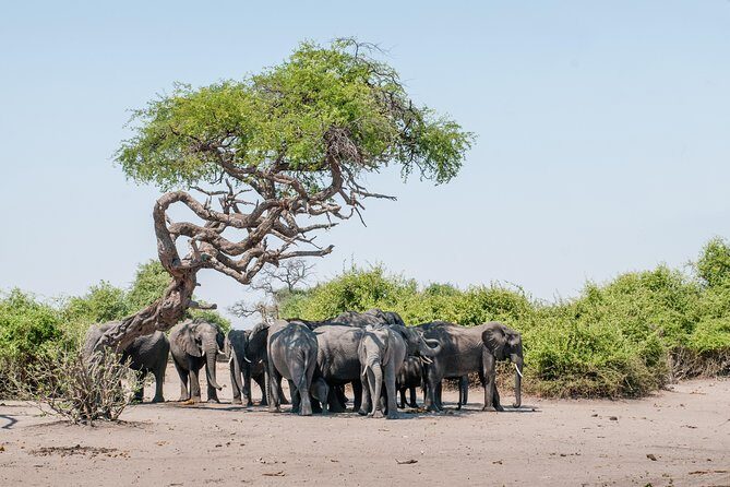 From Livingstone, Victoria Falls or Kasane - Chobe Day Tour - Chobe River Cruise (9:00 am - 12:00 pm)