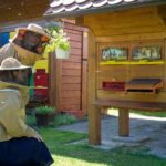 From Ljubljana: All About Bees - Practical Tips and Considerations