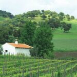From Marbella: Ronda Tour Wineries Tour with Lunch - What’s the Value?