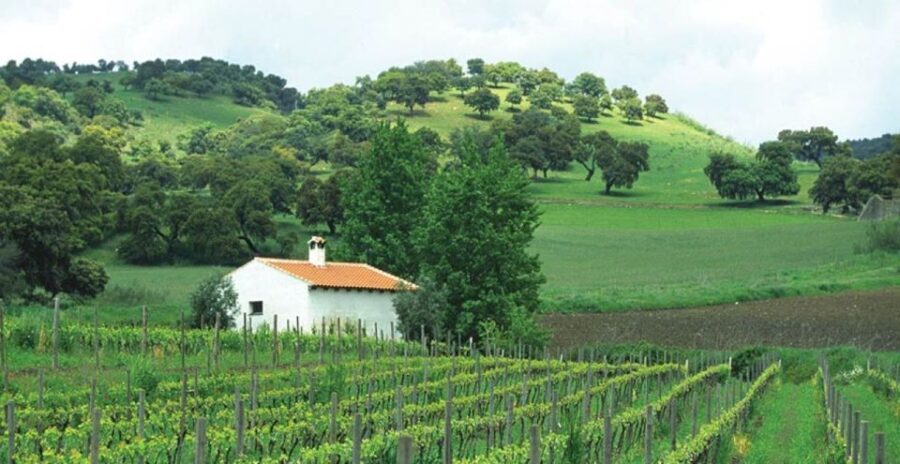 From Marbella: Ronda Tour Wineries Tour with Lunch - What’s the Value?