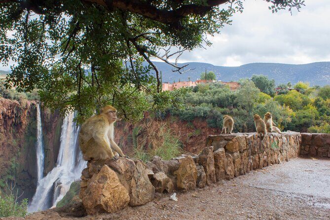 From Marrakech: Day trip to Ouzoud waterfalls and boat tour - Pricing and Value