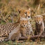 From Plains to Crater: 3-Day Midrange Safari in Northern Tanzania - Transportation, Group Size, and Logistics