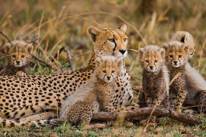 From Plains to Crater: 3-Day Midrange Safari in Northern Tanzania - Transportation, Group Size, and Logistics
