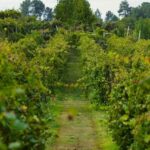 From Porto: Private Vinho Verde wine tour with tasting, lunch, and palace visit. - The Itinerary Breakdown