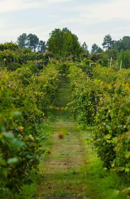 From Porto: Private Vinho Verde wine tour with tasting, lunch, and palace visit. - The Itinerary Breakdown