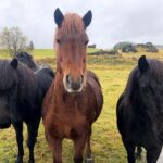From Reykjavik: Private Golden Circle and Fridheimar Tour - Final Thoughts