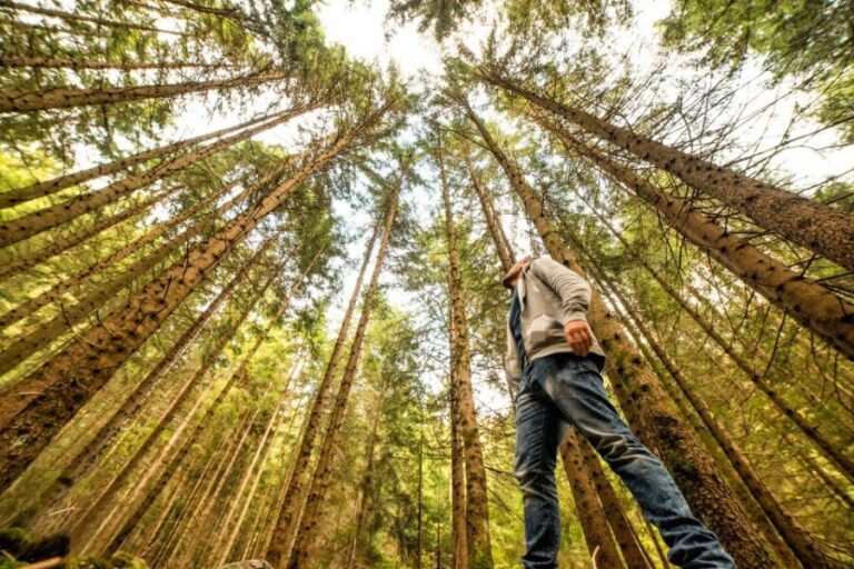 From San Francisco: Guided Tour to Muir Woods - Muir Woods: Majestic Redwoods and Self-Guided Wandering