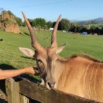 From Santander: Cabarceno Natural Park Half-Day Trip - Who Will Enjoy This Tour?