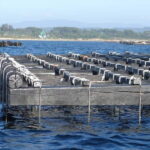 From Santiago: Rías Baixas Tour with boat trip and winery - What the Tour Includes and What You Should Know
