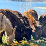 From Split: Sinj's Alka, Eye of the Earth, & Rural Day Trip - Discovering Sinj’s Alka: A Cultural Treasure