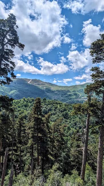 From Tbilisi: Bakuriani 1-Day Eco Tour by Electric Car - An In-Depth Look at the Experience