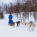 From Tromsø: Dog Sledding Experience with Transfer - Is This Tour Worth It?