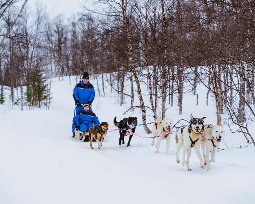 From Tromsø: Dog Sledding Experience with Transfer - Is This Tour Worth It?