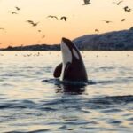 From Tromsø: Skjervoy Whale Watching RIB Boat Tour - Analyzing the Cost and Value