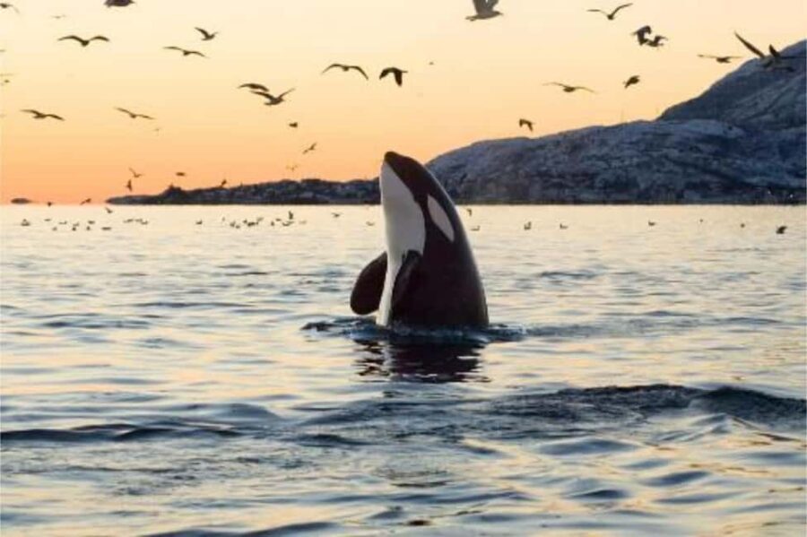 From Tromsø: Skjervoy Whale Watching RIB Boat Tour - Analyzing the Cost and Value