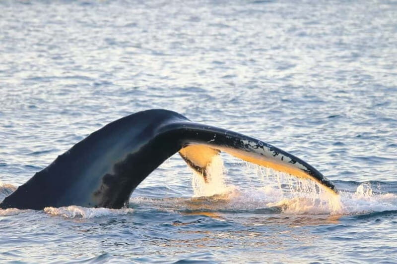 From Tromsø: Whale & Orca Safari with Lunch Included - The Value and Who It’s Perfect For