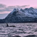 From Tromsø: Whale Sea Safari by RIB Boat - What’s Included and What to Prepare