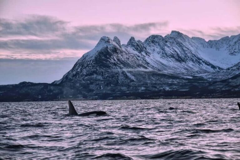 From Tromsø: Whale Sea Safari by RIB Boat - What’s Included and What to Prepare