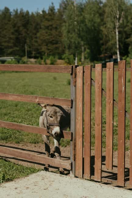 From Ulcinj: Montenegros Donkey Farm, A Family Adventure - Final Thoughts