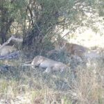 From Victoria Falls: Hwange National Park Day Safari - The Logistics and Practicalities