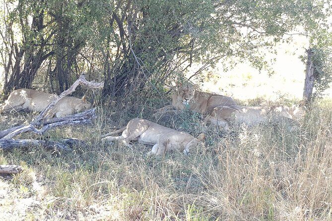 From Victoria Falls: Hwange National Park Day Safari - The Logistics and Practicalities