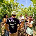 From Yerevan: Winery Tour with Wine Tasting and Dinner - Practical Details and Tips