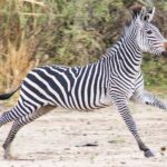 From Zanzibar: Mikumi Safari Day Trip with Flights and Meal - What Makes This Tour Stand Out?