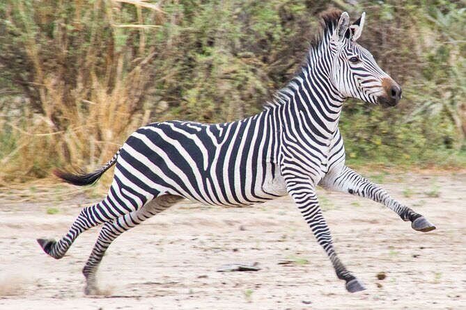 From Zanzibar: Mikumi Safari Day Trip with Flights and Meal - What Makes This Tour Stand Out?