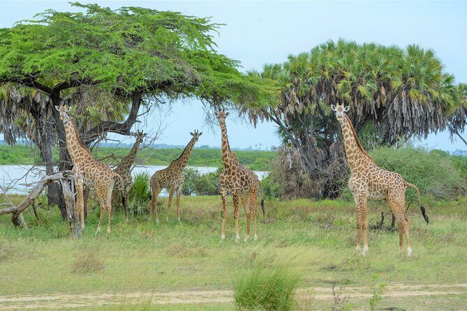From Zanzibar: Selous Game Reserve Day Safari with Flights - A Closer Look at the Tour Experience