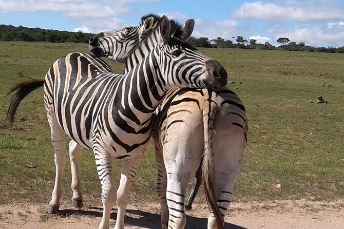 Full Day Addo Elephant National Park Safari wit BBQ:Thentic Tours - Why Choose This Tour?