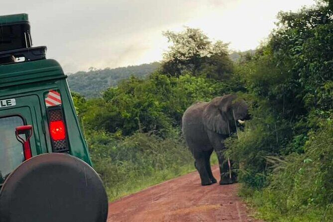 Full Day Akagera National Park Game Drive and Boat Safari - Authenticity and Value